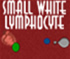 Small White Lymphocyte